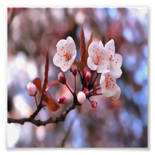 Cherry Blossom Cluster mit rosa und blau Fotodruck