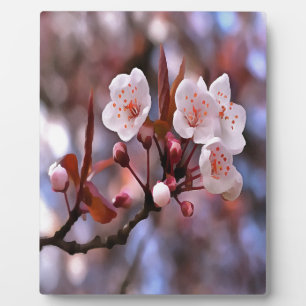 Cherry Blossom Cluster mit rosa und blau Fotoplatte