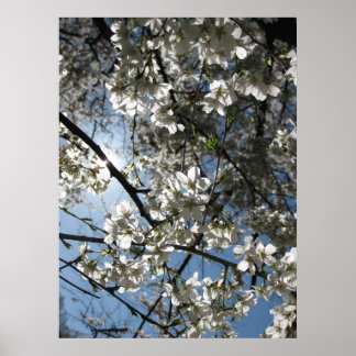 Cherry Blossom Equinox, drucken Poster