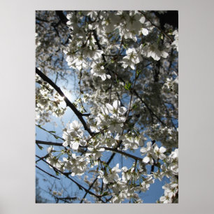 Cherry Blossom Equinox, print Poster
