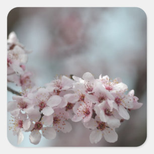 Cherry Blossom Floral Quadratischer Aufkleber