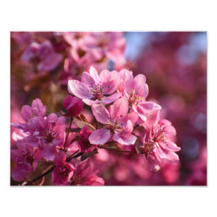 Cherry Blossom Fotodruck