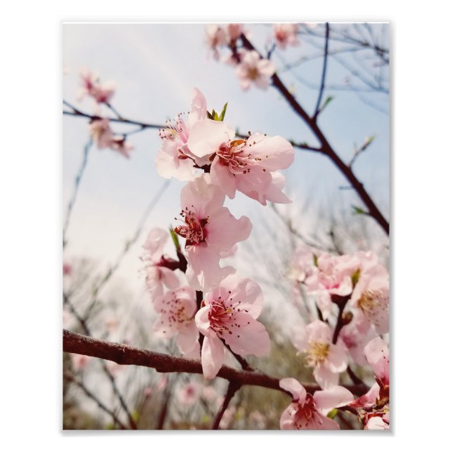 Cherry Blossom Fotodruck (Vorne)