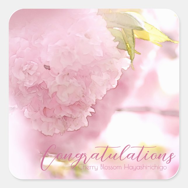 Cherry Blossom "Hayashi-ichigo" スクエアシール Quadratischer Aufkleber (Vorderseite)