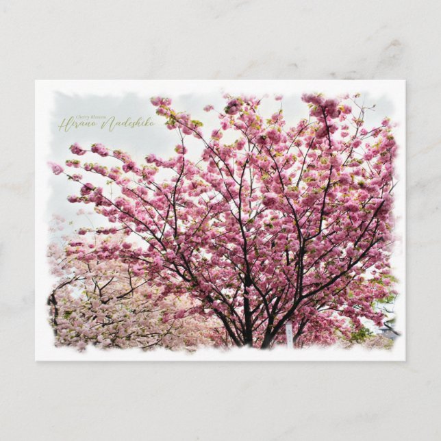 Cherry Blossom "Hirano-nadeshiko" ポストカード Postkarte (Vorderseite)