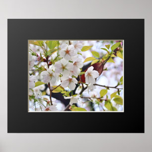 Cherry Blossom: Hotate Poster