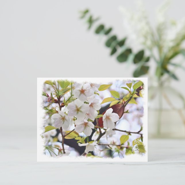Cherry Blossom: Hotate Postkarte (Stehend Vorderseite)