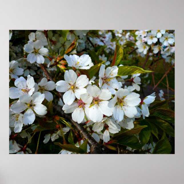 Cherry Blossom II Poster (Vorne)