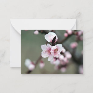 Cherry Blossom im Frühjahr Mitteilungskarte