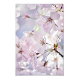 Cherry Blossom in hellrosa und blau Fotodruck
