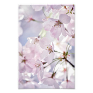 Cherry Blossom in hellrosa und blau Fotodruck