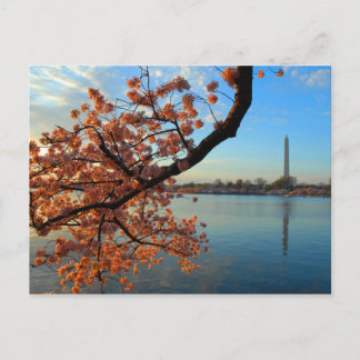 Cherry Blossom in Washington D.C. Postkarte