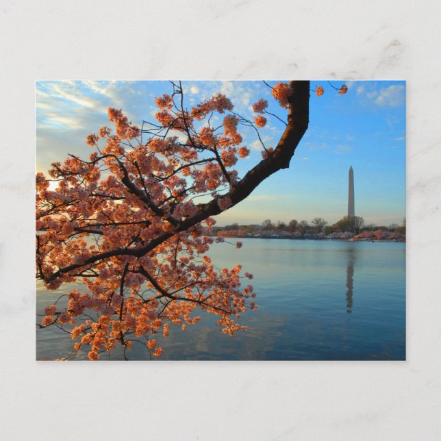 Cherry Blossom in Washington D.C. Postkarte (Vorderseite)