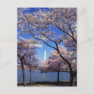 Cherry blossom in Washington DC Postkarte