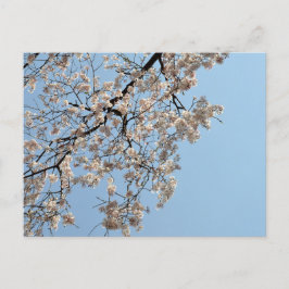 Cherry Blossom: Japan Postkarte