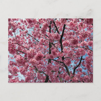 Cherry Blossom: Japan Postkarte