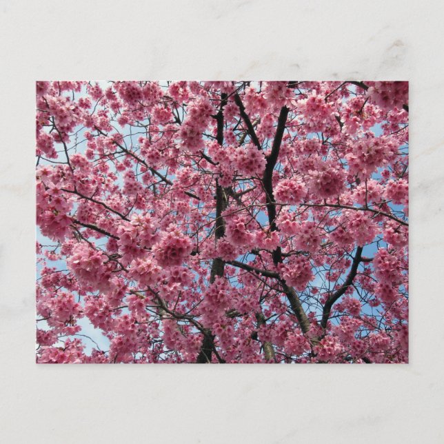 Cherry Blossom: Japan Postkarte (Vorderseite)