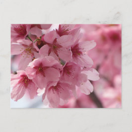 Cherry Blossom: Japan Postkarte