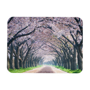 Cherry Blossom Lane Magnet