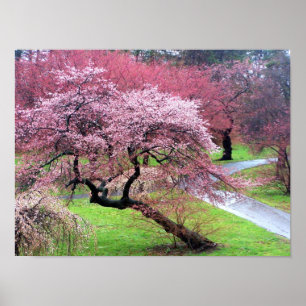Cherry Blossom Lane Poster