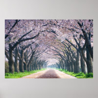Cherry Blossom Lane