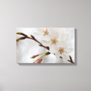 Cherry Blossom Leinwand Art