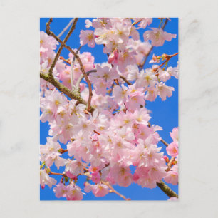 Cherry Blossom London UK Postcard Postkarte