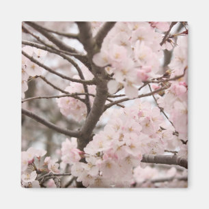 Cherry Blossom Magnet