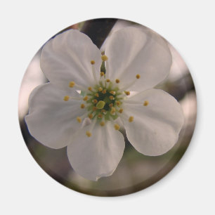 Cherry Blossom Magnet