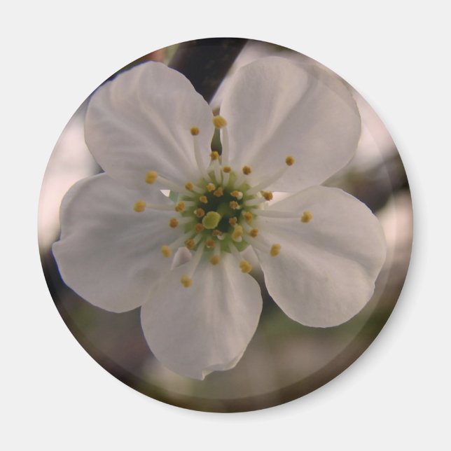 Cherry Blossom Magnet (Vorne)