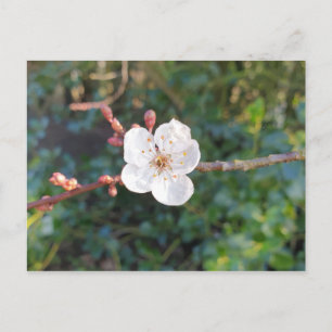 Cherry Blossom - Morgenspaziergang im Park Postkarte