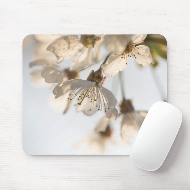 Cherry Blossom Nature Foto Mousepad (Mit Mouse)