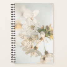 Cherry Blossom Nature Foto