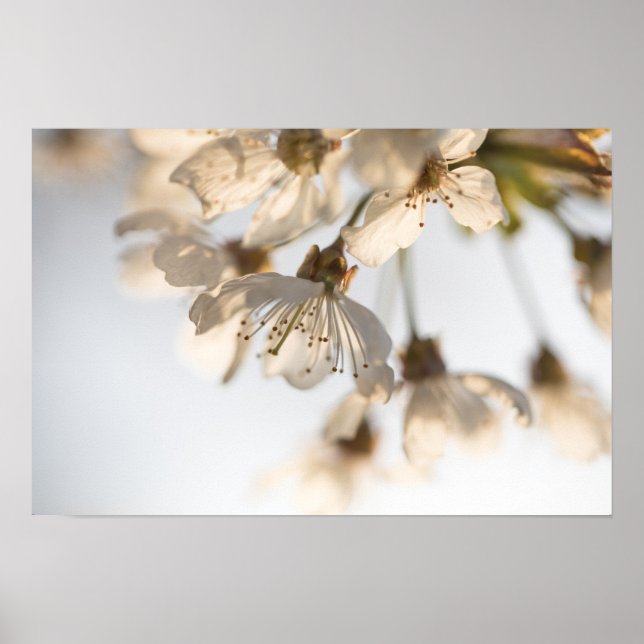 Cherry Blossom Nature Foto Poster (Vorne)