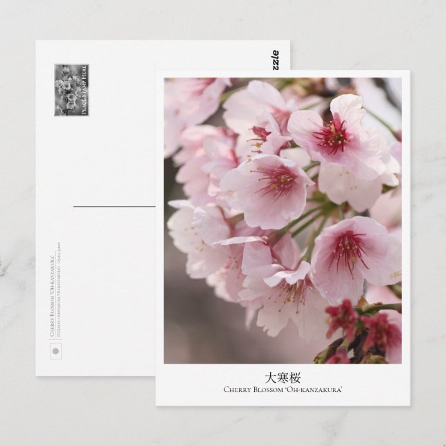 Cherry Blossom ‘Oh-kanzakura’ Postkarte (Vorne/Hinten)