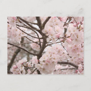 Cherry Blossom Postcard Postkarte