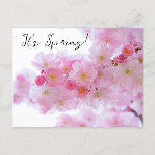 Cherry Blossom Postcard Postkarte