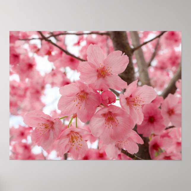 Cherry Blossom Poster (Vorne)