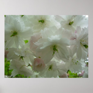 Cherry Blossom Poster Print White Blume Prints