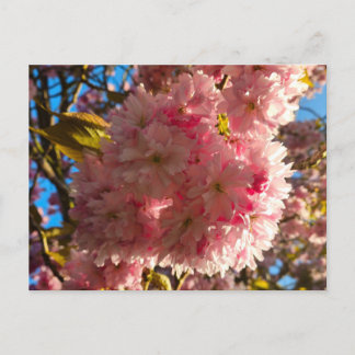 Cherry blossom  postkarte