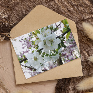 Cherry Blossom Postkarte