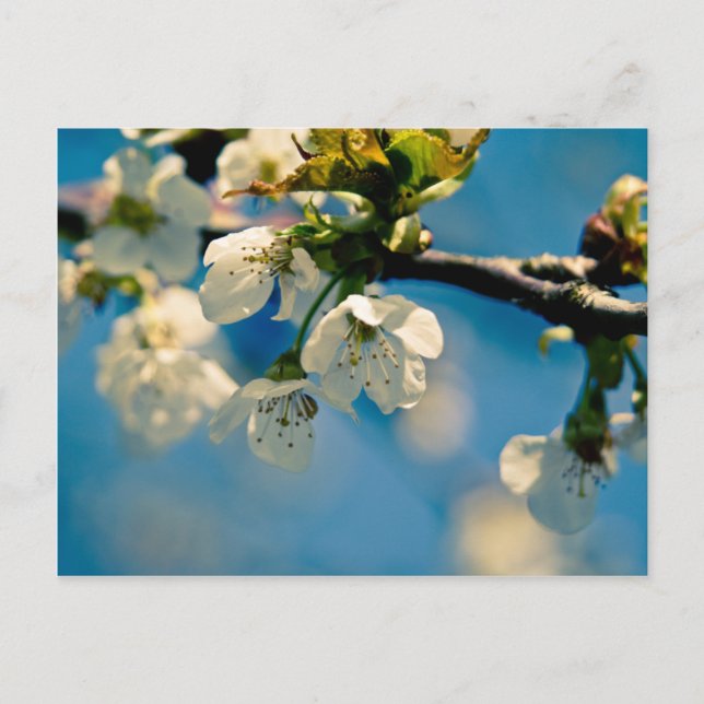 Cherry Blossom ・ Postkarte (Vorderseite)