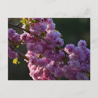 Cherry Blossom  Postkarte