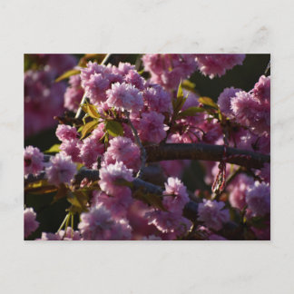 Cherry Blossom  Postkarte