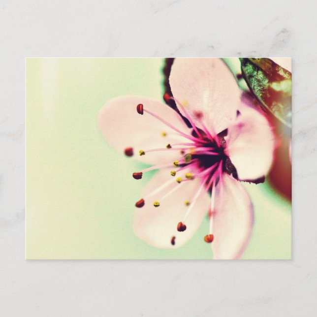 Cherry Blossom Postkarte (Vorderseite)