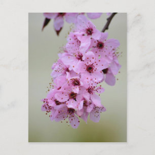 Cherry Blossom Postkarte