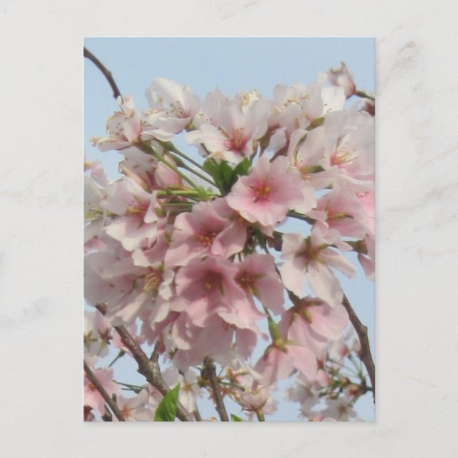 Cherry Blossom Postkarte (Vorderseite)