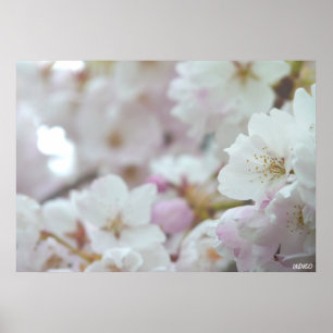 Cherry Blossom Print White Blume Poster Print