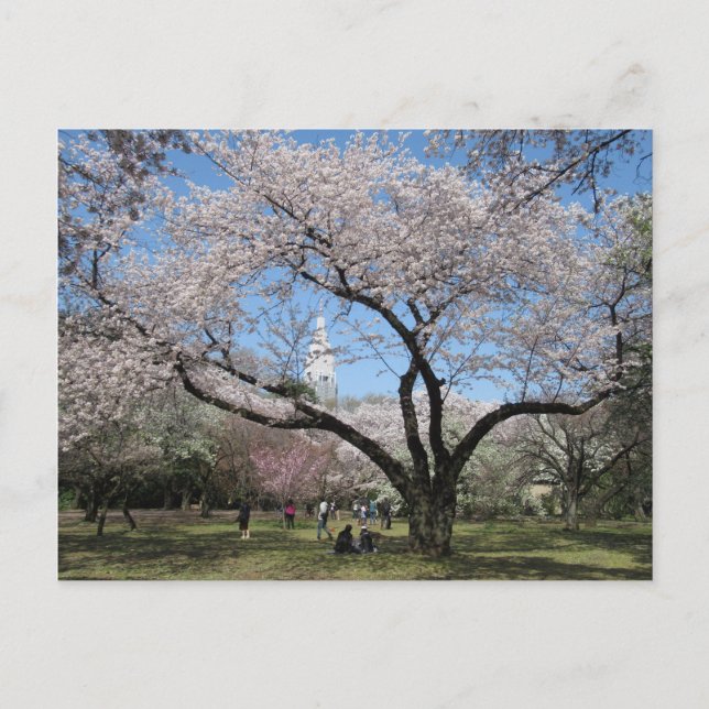 Cherry Blossom: Shinjuku Gyoen Garden, Tokio Postkarte (Vorderseite)