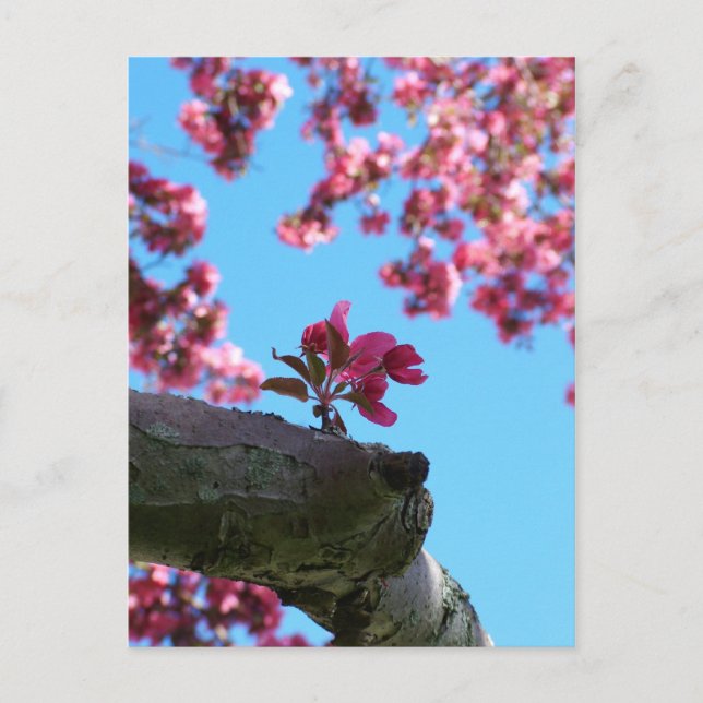 Cherry Blossom Sprig Postkarten (Vorderseite)